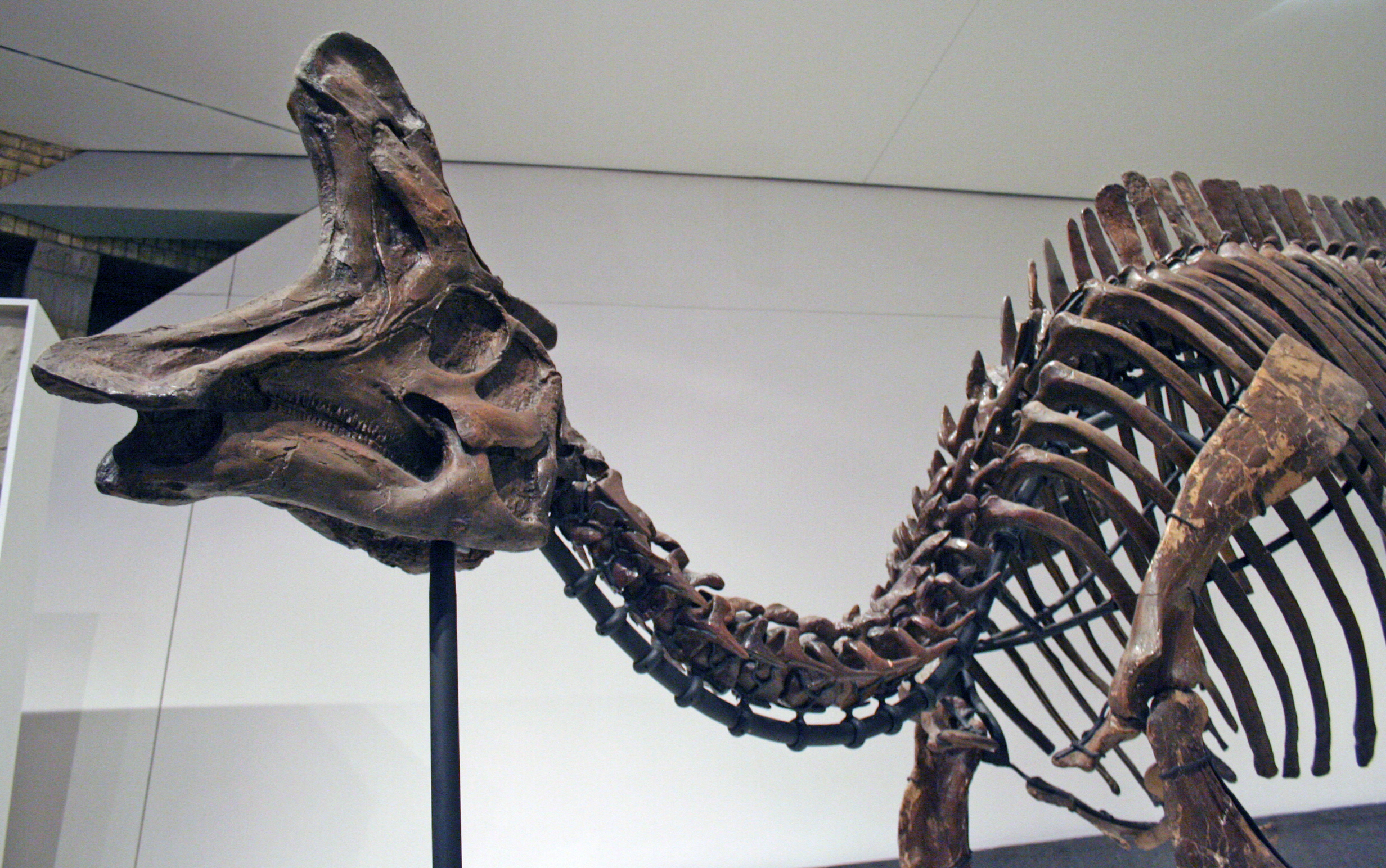 展示带冠的恐龙头骨骨架