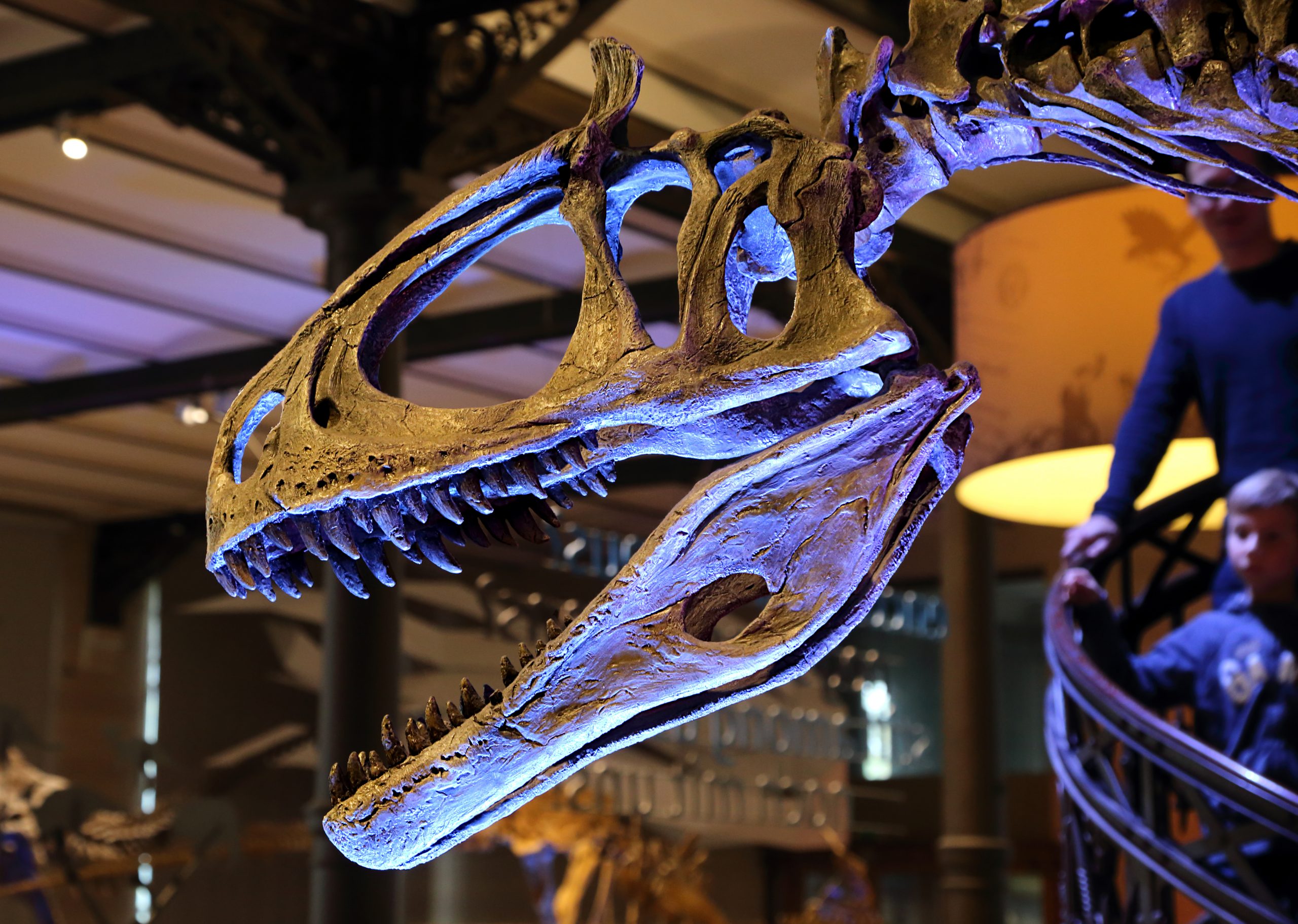 恐龙头骨的特写镜头，其头上的鳞片呈扇形展开