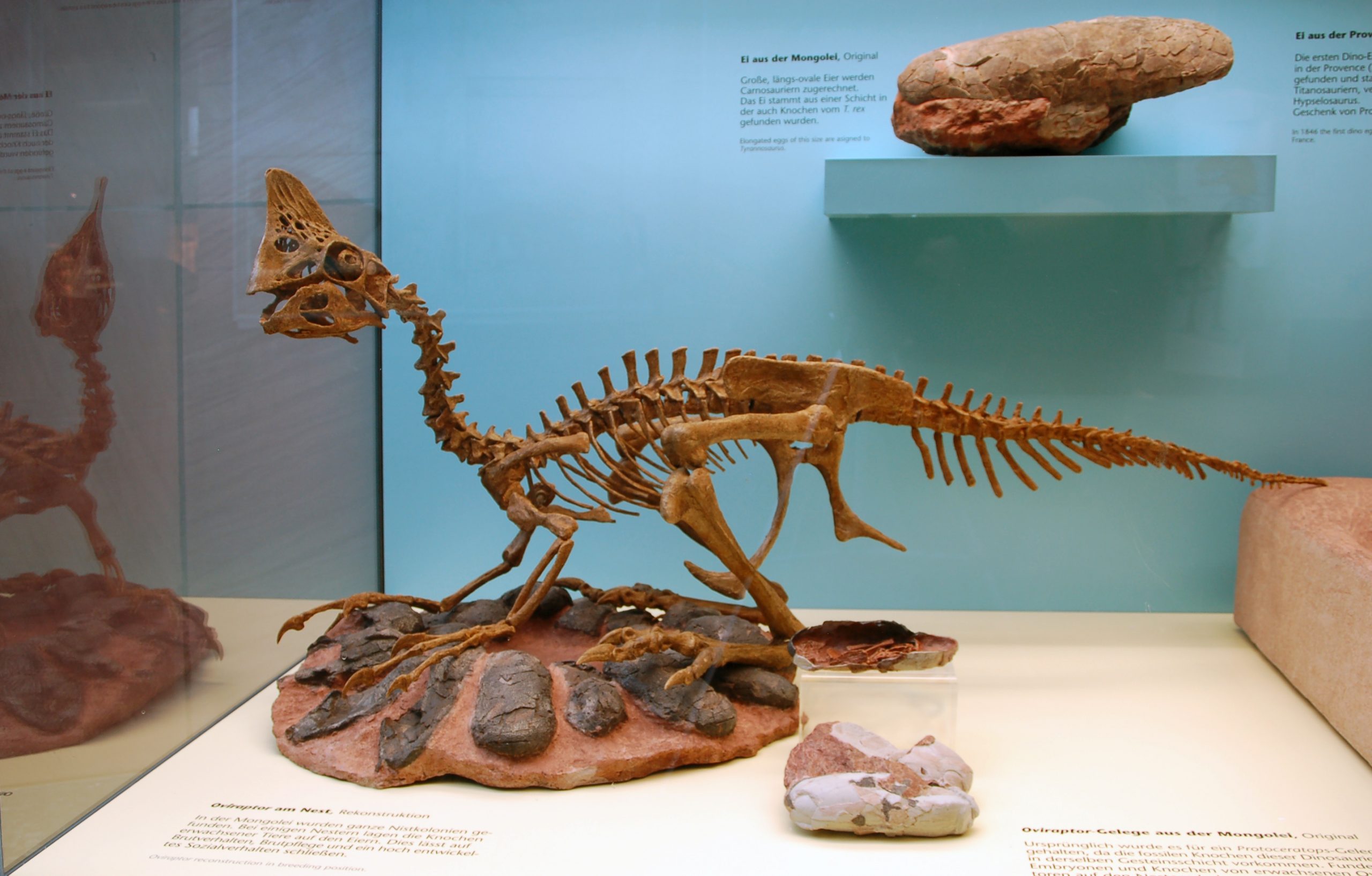 站在蛋壳顶部的凤头恐龙化石复制品