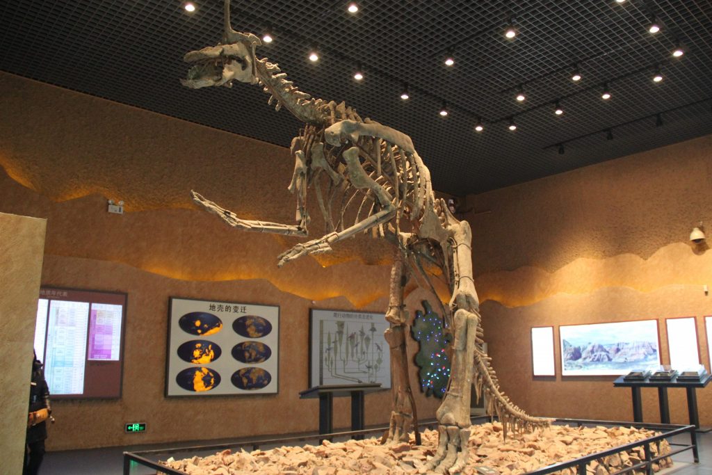 博物馆规模展示的以站立姿势垂直生长的带有冠的恐龙骨架