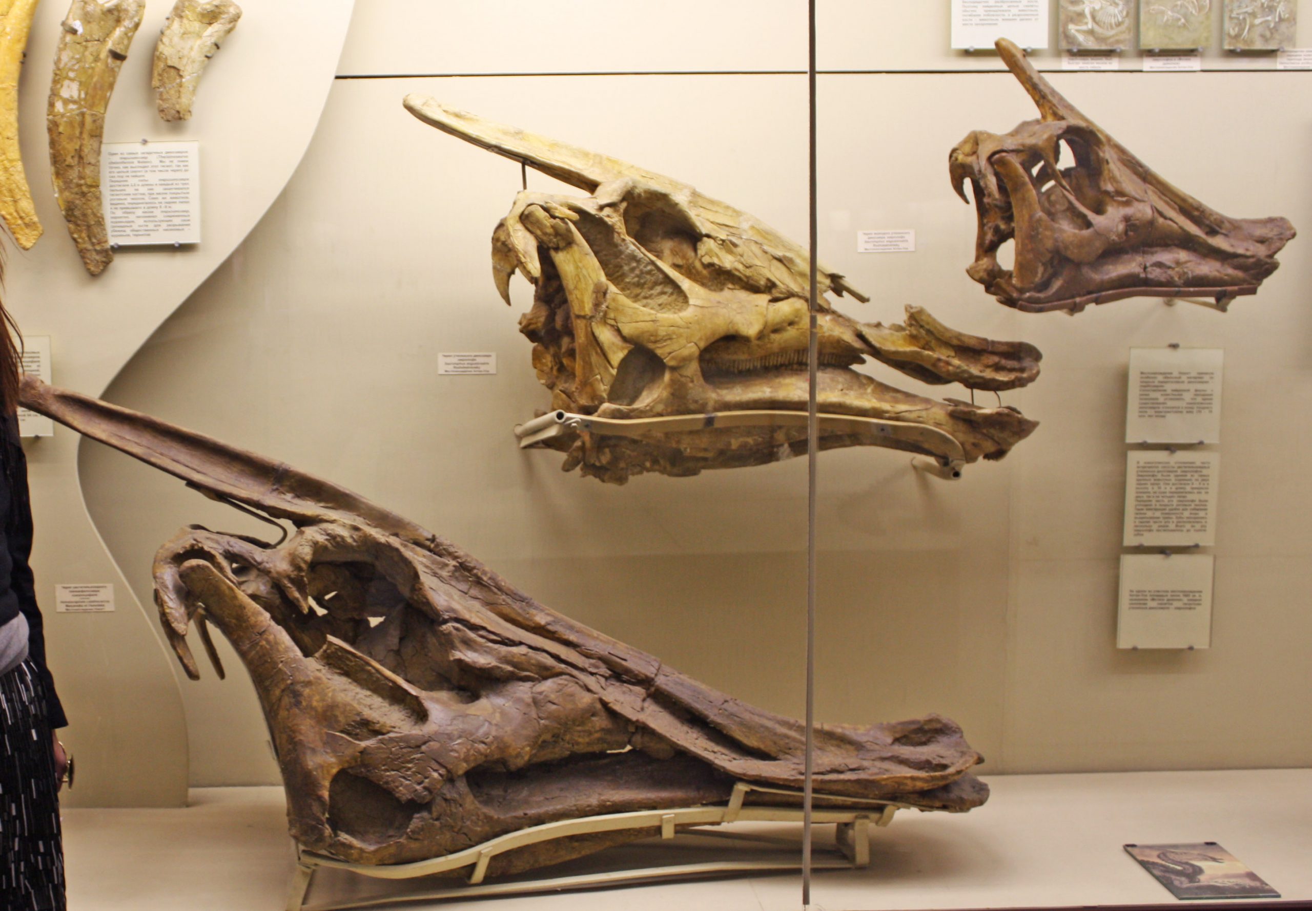 白色背景上带有冠冕的恐龙的一些头部骨骼