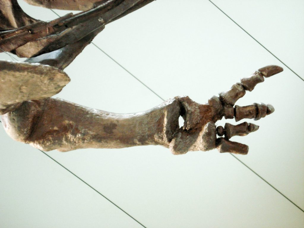 非常短的恐龙手臂，有四位数的鳞片