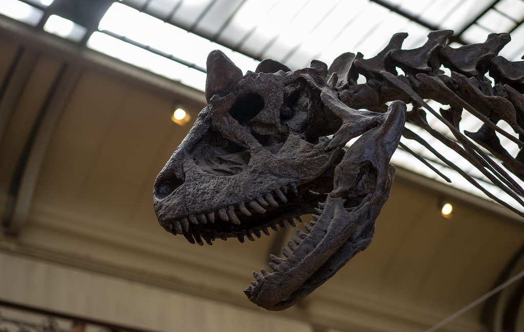 展出的牛角恐龙头骨和颈部的低角度照片