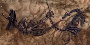 霸王龙和三角龙在同一个地方的化石